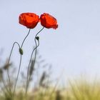 two-poppies.....