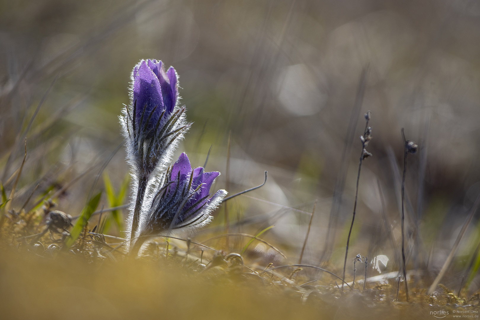 two pulsatilla flowers