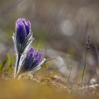 two pulsatilla flowers