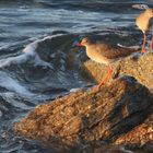 Two Redshanks- 2 Chevaliers Gambettes