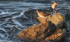 Two Redshanks- 2 Chevaliers Gambettes