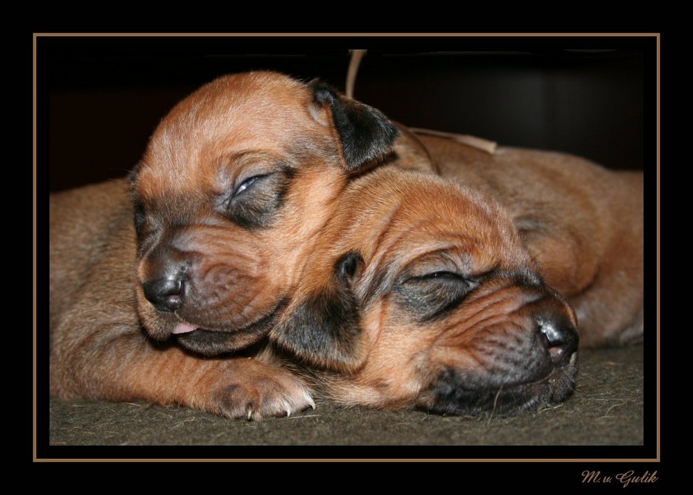 Two ridgeback puppies