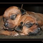 Two ridgeback puppies