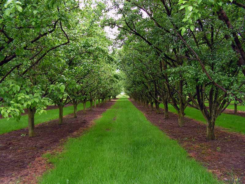 Two rows of trees