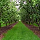 Two rows of trees