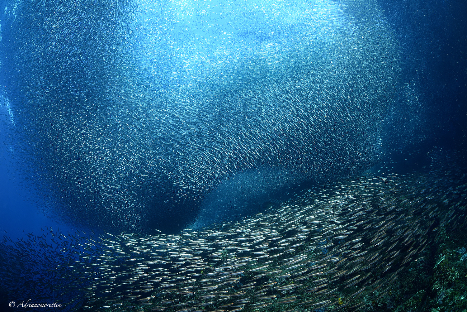 two schools of anchovies