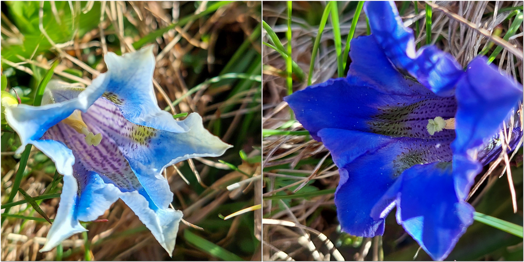 Two shades of blue