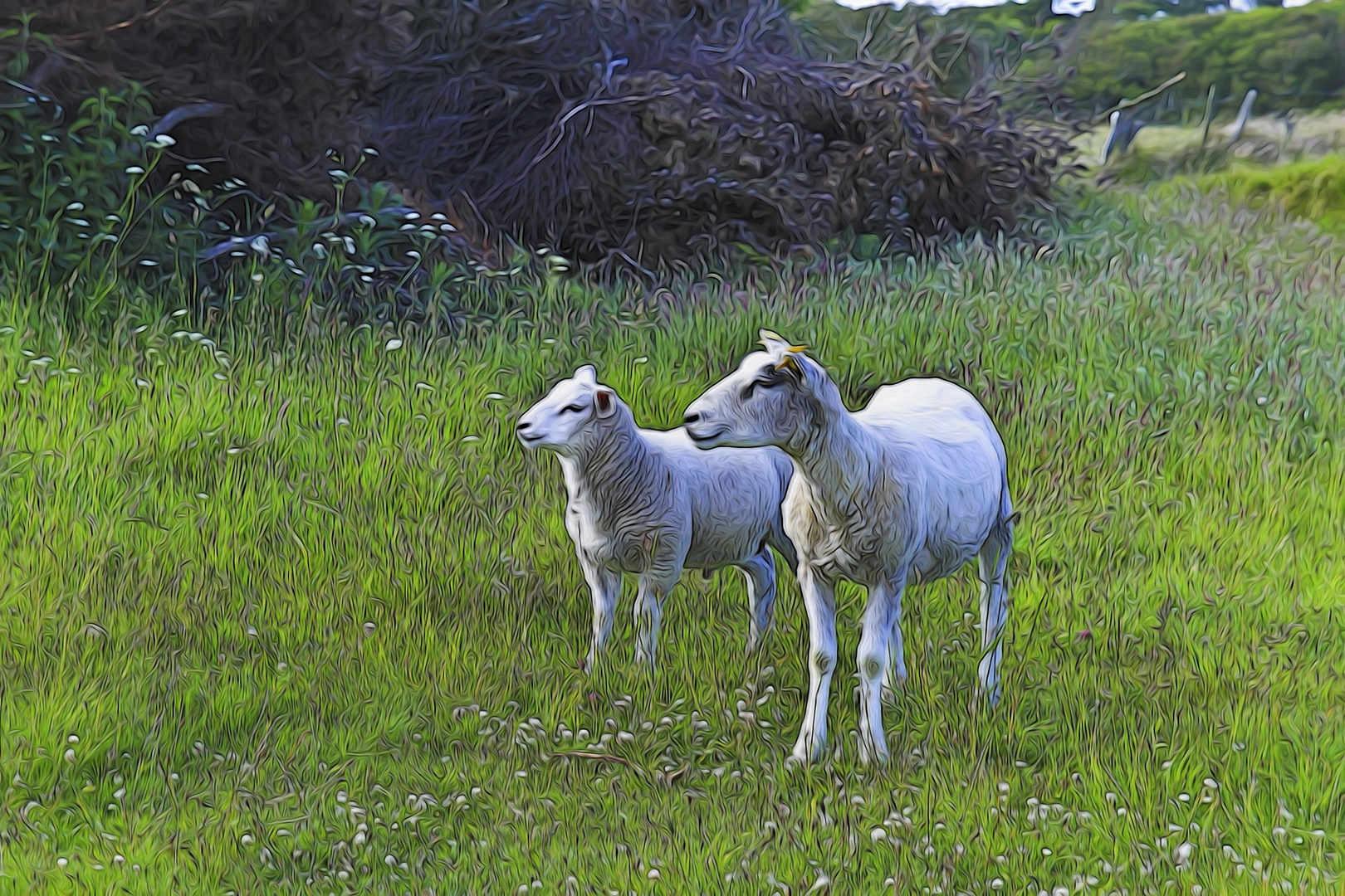 Two sheep