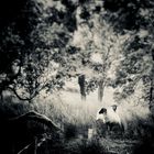 two sheep on a stormy day in ireland