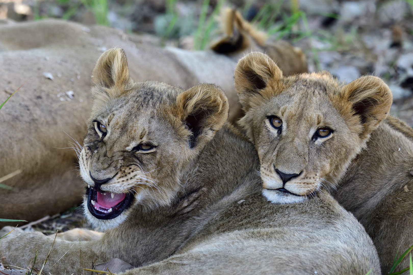 Two sisters