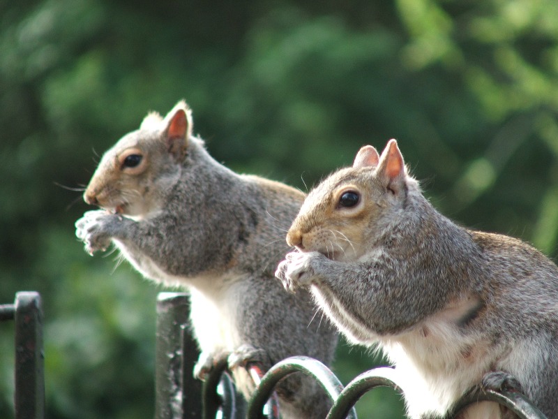 Two Squirrels