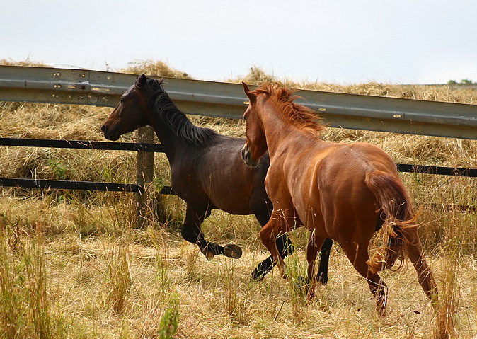 two stallions