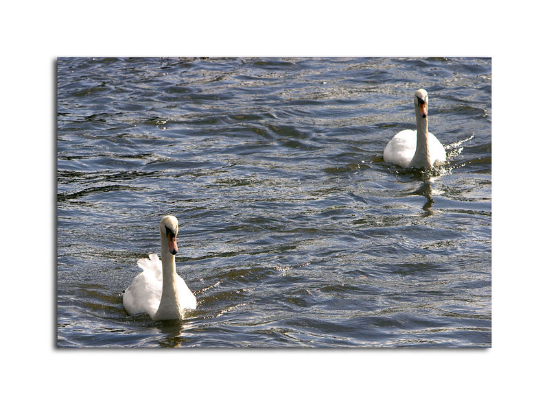 Two Swans a swimming.