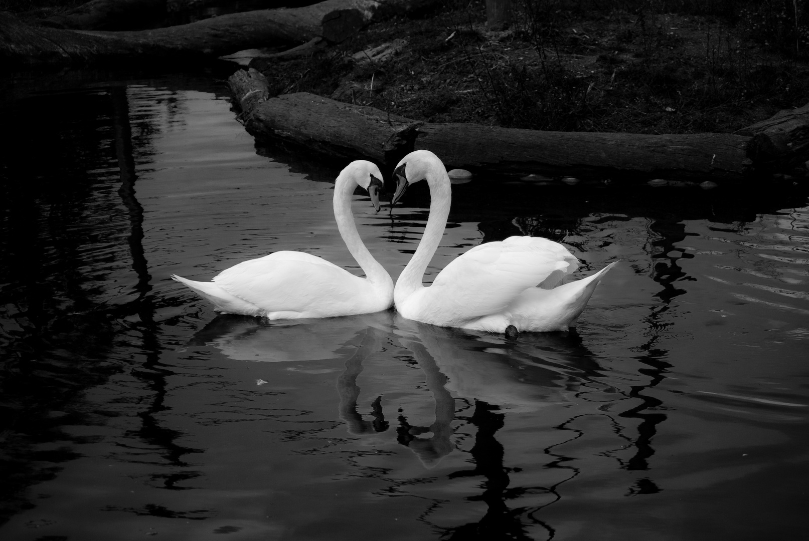 Two Swans