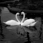 Two Swans