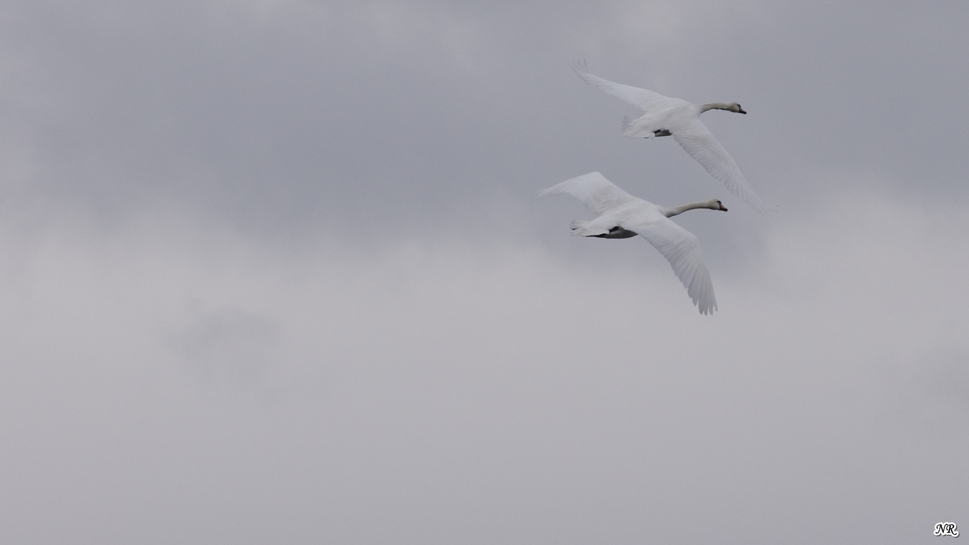 Two Swans in Flight