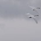 Two Swans in Flight