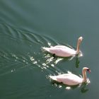 two swans in the rhone