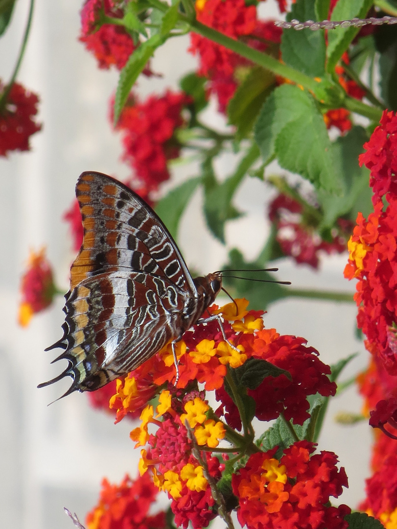 Two-tailed Pasha Charaxes jasius