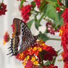 Two-tailed Pasha Charaxes jasius