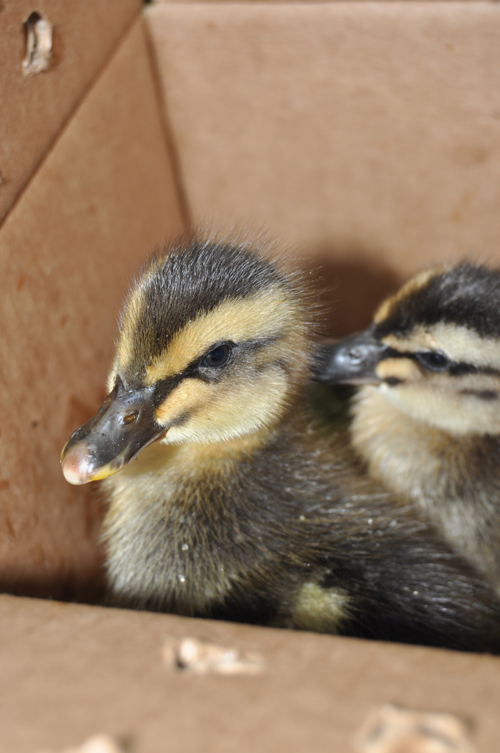 Two tame Ducks