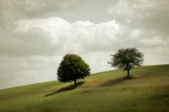 Two Trees