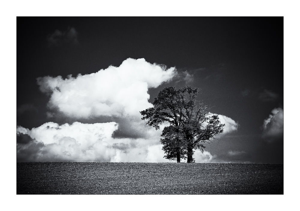 -- two trees --