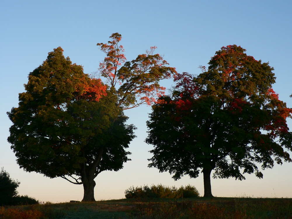 Two Trees