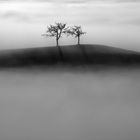 two trees