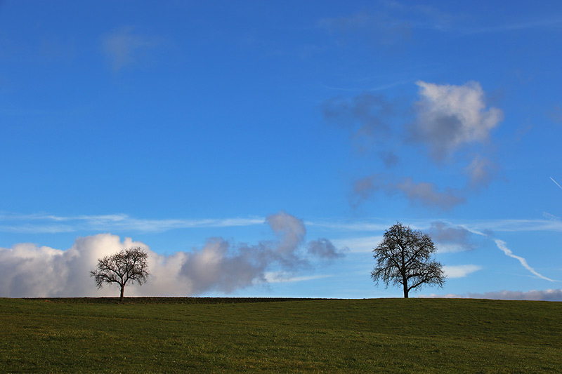 two trees........