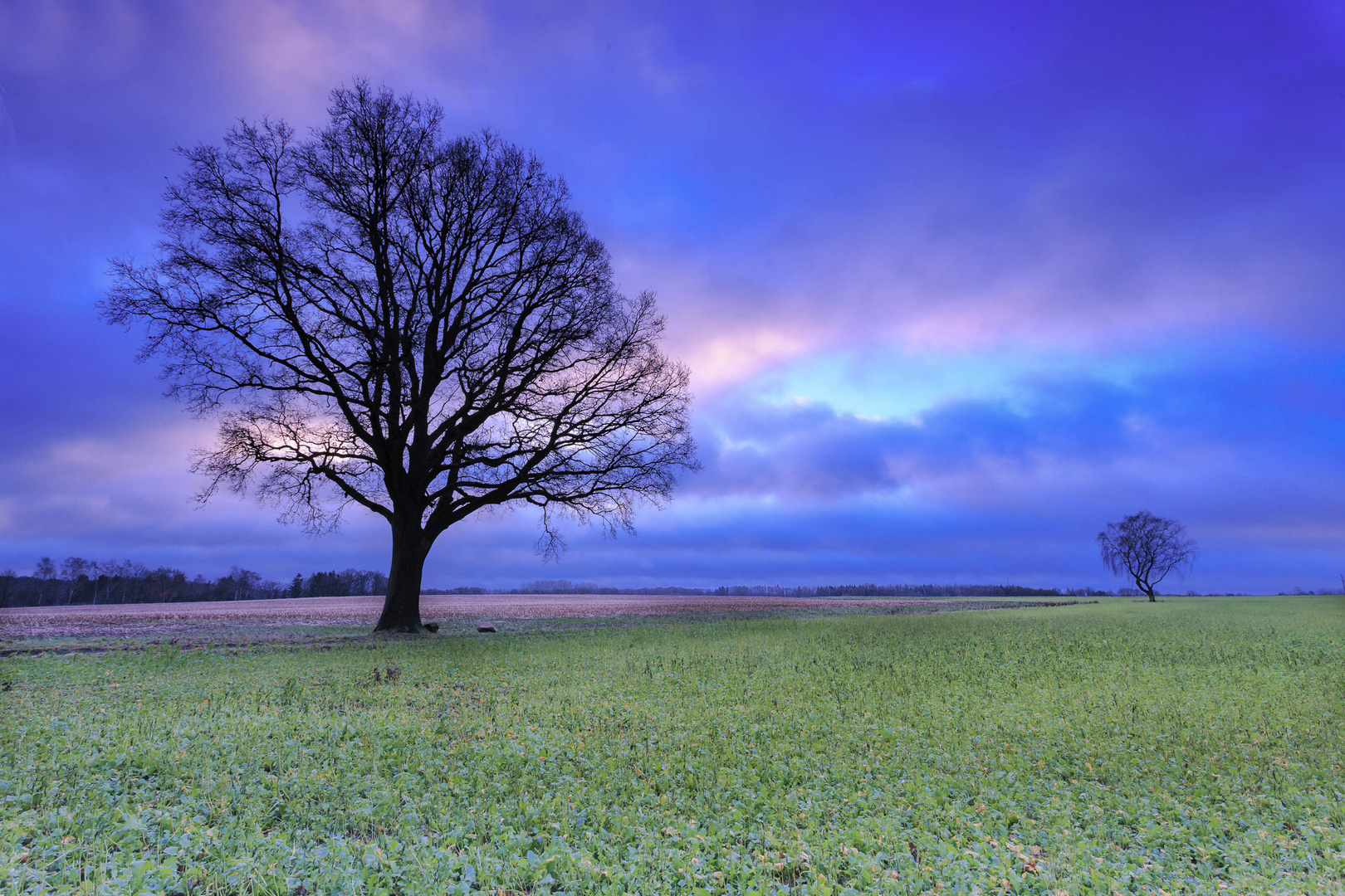 Two Trees