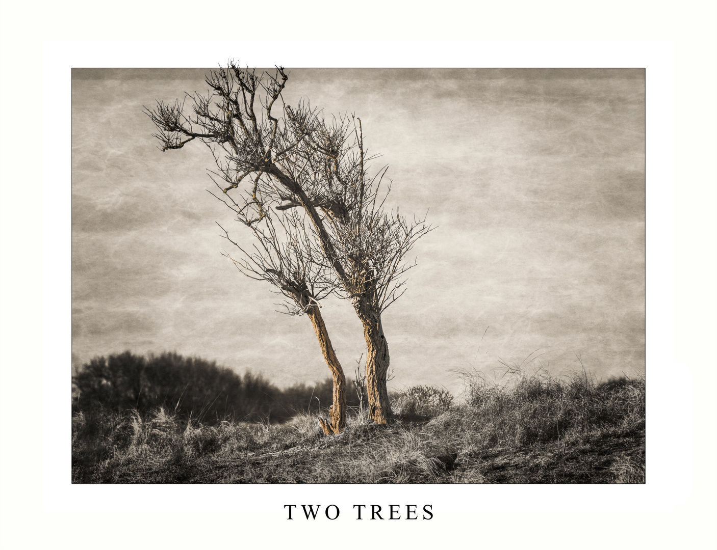 TWO TREES