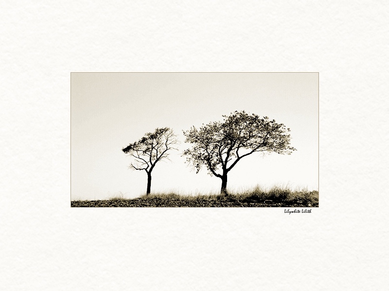 two trees