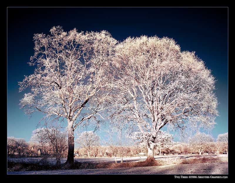 Two Trees