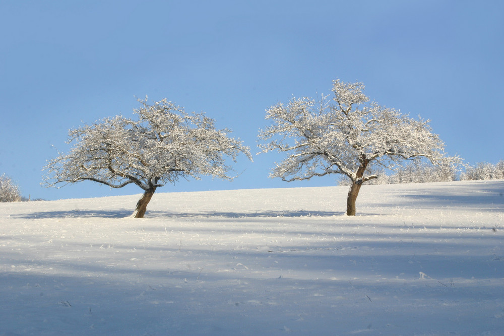 two trees