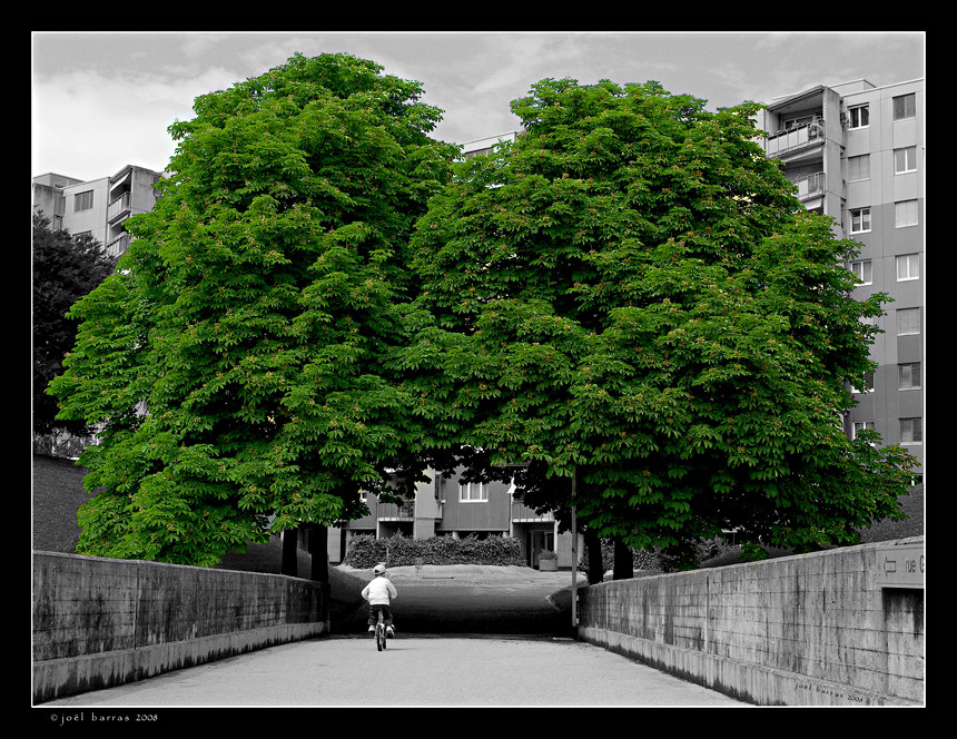 Two trees & a boy