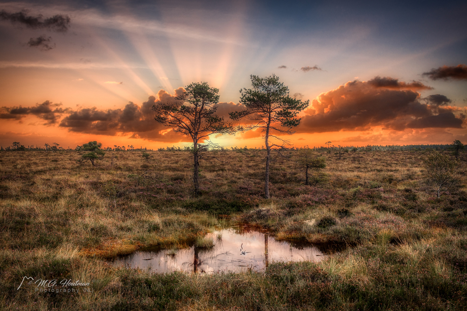 Two trees at sunset