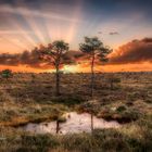 Two trees at sunset