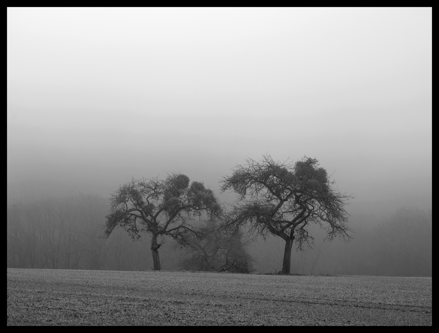 Two Trees