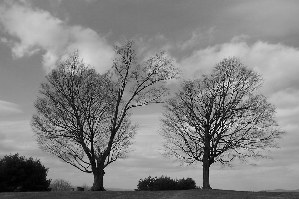 Two Trees