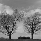 Two Trees