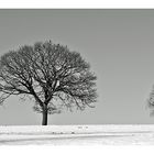 two trees in snow (Reload)