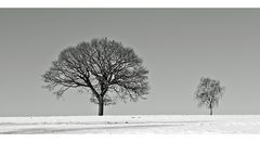 two trees in snow (Reload)