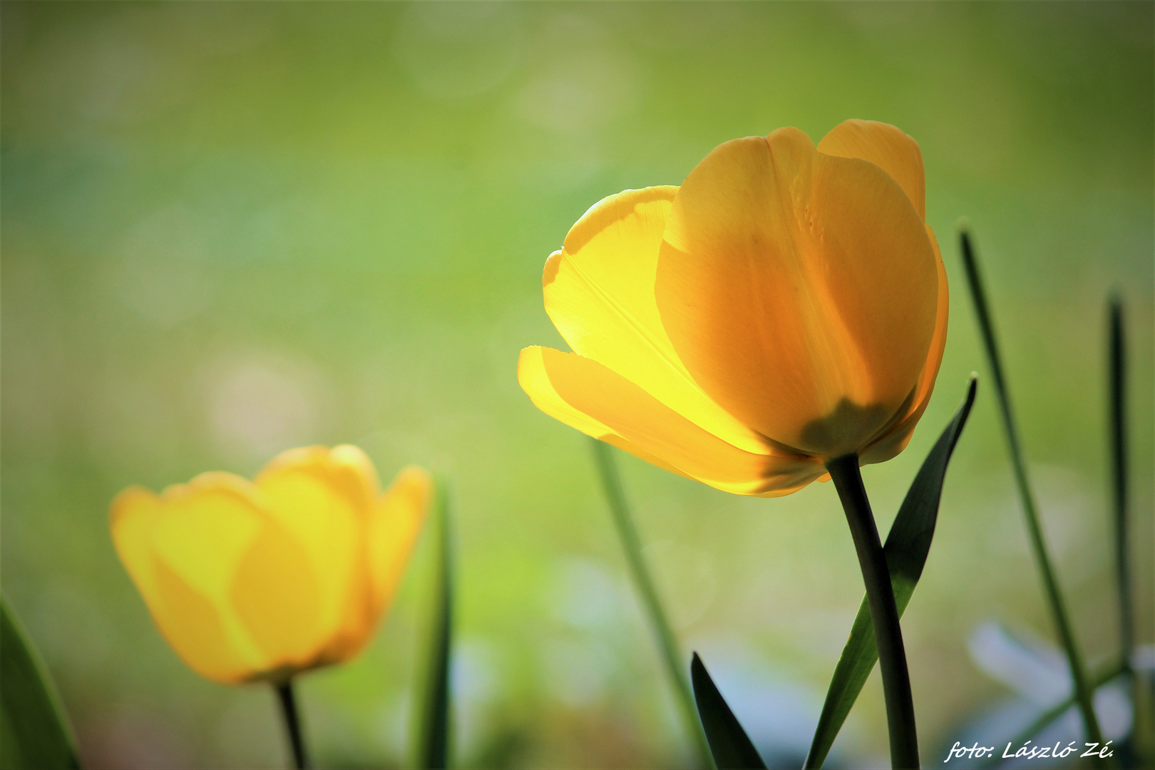 Two Tulips