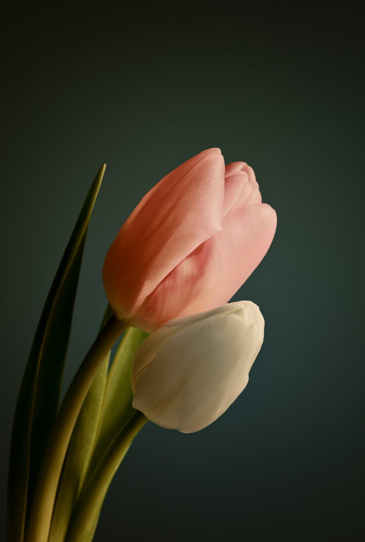 Two Tulips Together