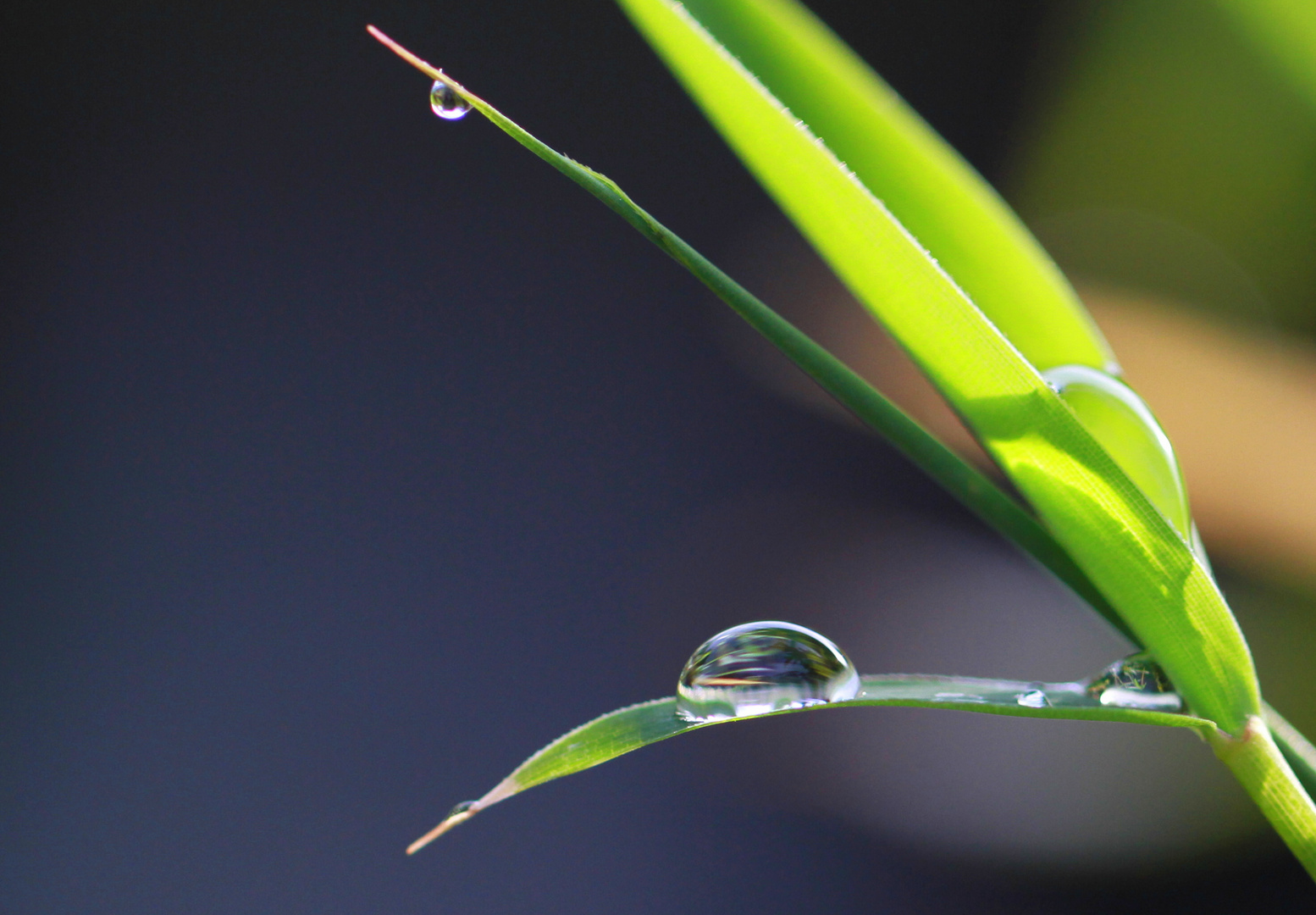 two Waterdrops