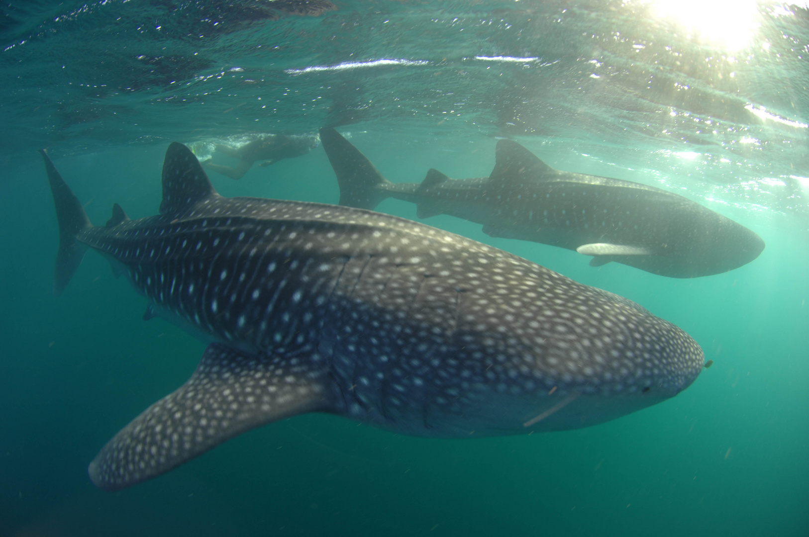 Two Whalesharks