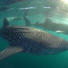 Two Whalesharks