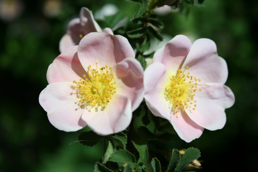 Two Wild Roses of Alberta Foto & Bild pflanzen, pilze & flechten