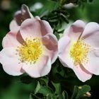 Two Wild Roses of Alberta